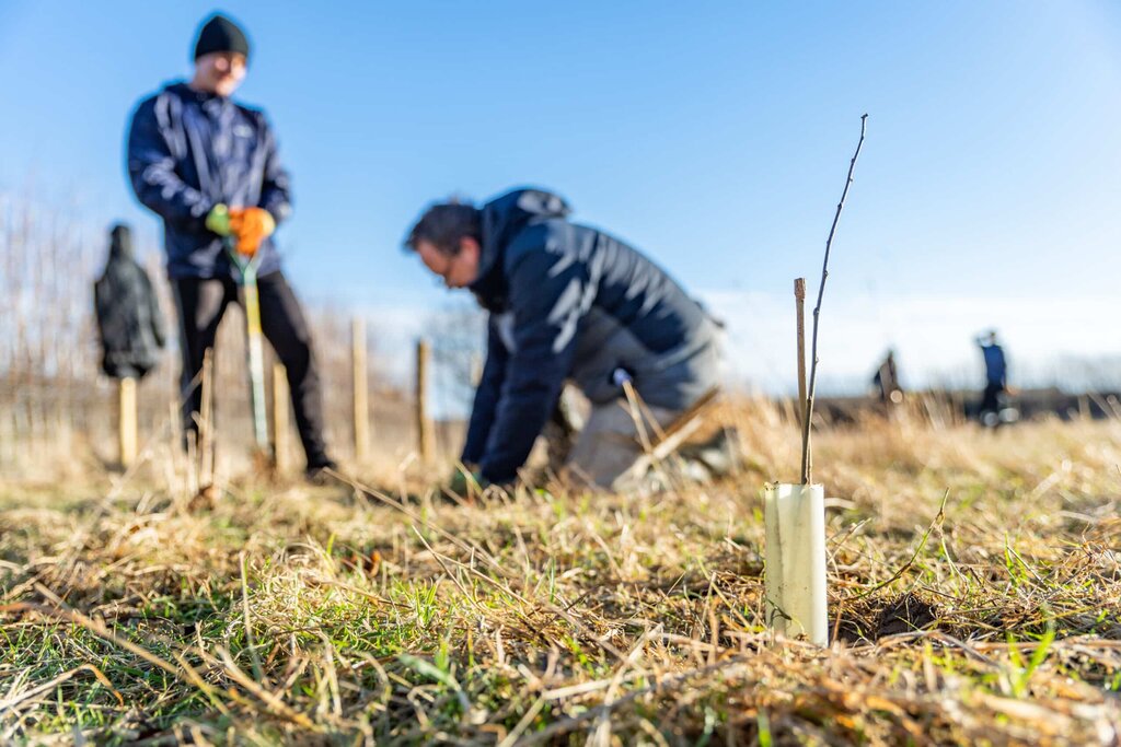  proyecto de reforestación 